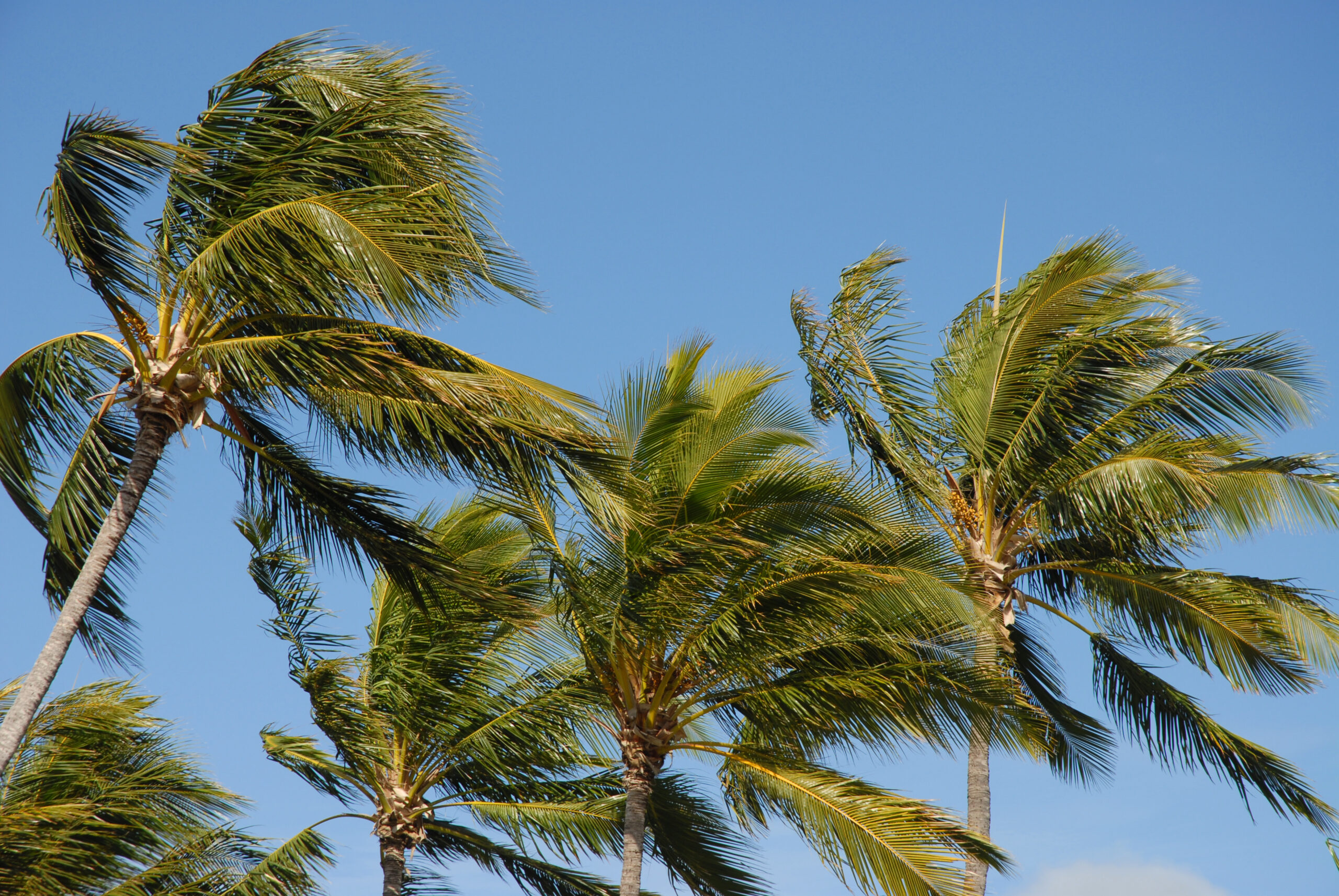 palm party coconut palms in radical-bay magnetic